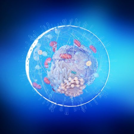 3d rendered medically accurate illustration of the human cell anatomy